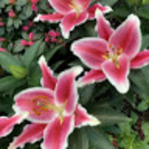 Meet your Posher, Laura